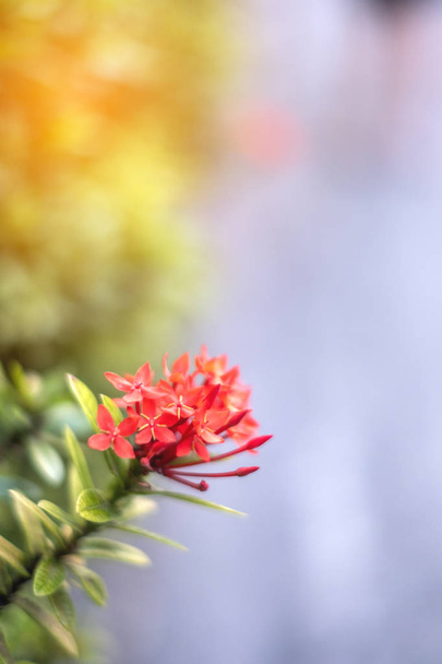 csokor virág tüske piros vagy piros ixora virág, zöld levelei közelről - Fotó, kép