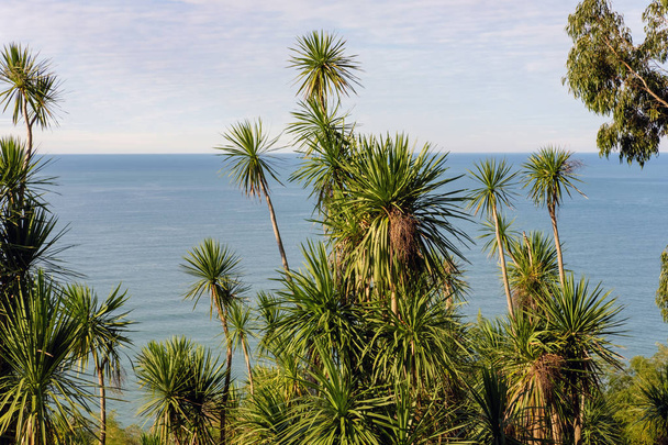 Group of palm trees on the shore - 写真・画像