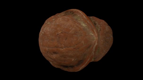 Realistic render of a rotating cracked walnut (showing the kernel inside) on black background. The video is seamlessly looping, and the object is 3D scanned from a real walnut. - Footage, Video