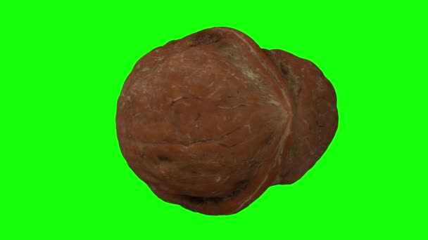 Realistic render of a rotating cracked walnut (showing the kernel inside) on green background. The video is seamlessly looping, and the object is 3D scanned from a real walnut. - Footage, Video