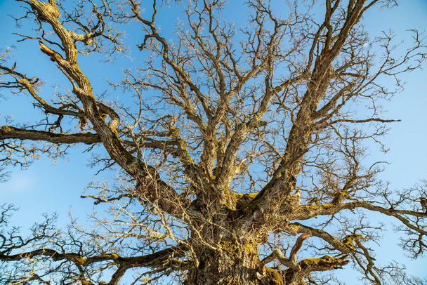 large hundred years old oak tree in winter - Photo, Image
