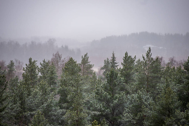 scenic view of misty forest in winter - Foto, afbeelding