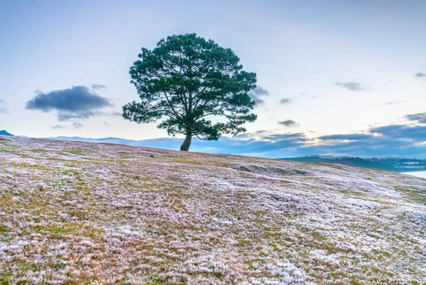 Ne zaman güneş, çim uzun bir geceden sonra beyaz kar gibi bir sis ile kaplıdır değil sihirli kar çim hill ve çam ağacı şafak. Sadece kış Da Lat, Vietnam değiştiğinde bu tür görünür - Fotoğraf, Görsel