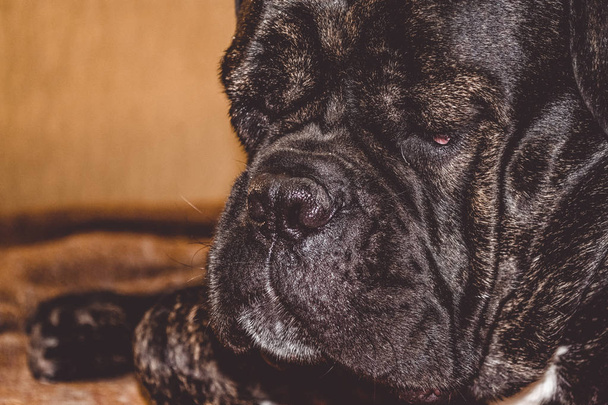 The big and black sleepy dog lies at home. Breed of Kan Corso, French bulldog. Lovely muzzle. Pet. - Фото, изображение