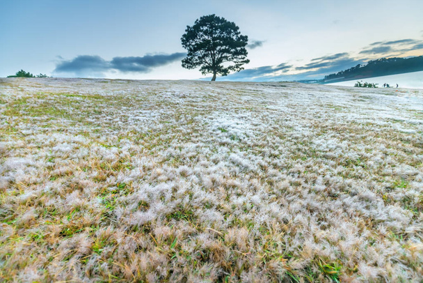 Zauberhafte Schneegrashügel und Kiefern dämmern, wenn die Sonne nicht aufgeht, Gras ist nach einer langen Nacht mit einem Nebel wie weißer Schnee bedeckt. Diese Art tritt nur auf, wenn sich der Winter in da lat, Vietnam ändert - Foto, Bild