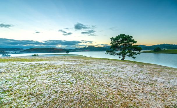 Magicznych śniegu trawa hill i sosna świt drzewo, kiedy słońce jest nie, trawa pokryta jest mgła jak biały śnieg po długiej nocy. Gatunek ten pojawia się tylko podczas zimowych zmiany w Dalat, Wietnam - Zdjęcie, obraz