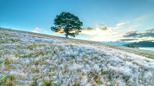 Μαγικό χιόνι χλόης hill και πεύκο δέντρο αυγή όταν ο ήλιος δεν είναι επάνω, γρασίδι είναι καλυμμένο με μια ομίχλη σαν άσπρο χιόνι μετά από μια μακρά νύχτα. Το είδος αυτό εμφανίζεται μόνο όταν χειμώνα αλλαγές στο Νταλάτ, Βιετνάμ - Φωτογραφία, εικόνα