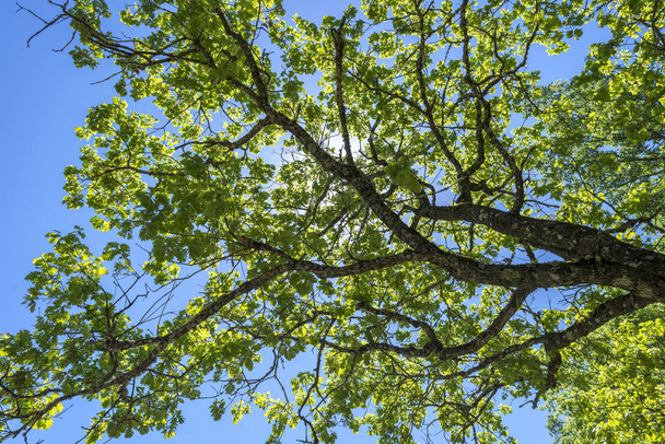 Листі і гілках Піренейська дуб, дуб pyrenaica. Це дерево родом з Південно-Західної Європи і північно-західній Африці. Сфотографований у Minchones потоку в регіоні ла-Віра, Касерес, Естремадура, Іспанія - Фото, зображення