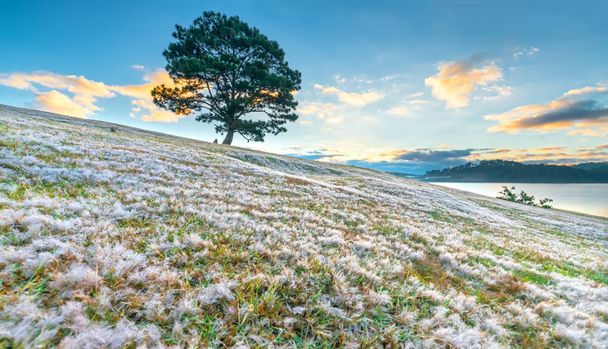 魔法の雪草丘とパイン ツリー夜明けとき太陽はないが、草は、長い夜の後白い雪のような霧で覆われています。この種は、ダラット、ベトナムで冬が変更されたときにのみ表示されます。 - 写真・画像