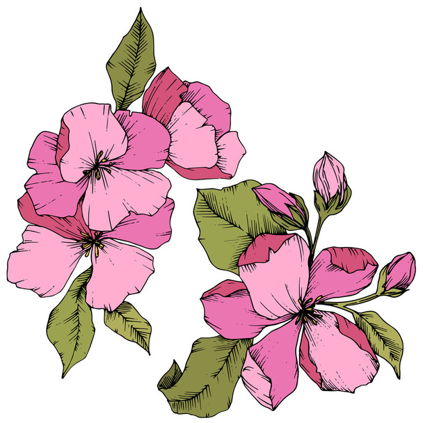 Vector Apple blossom floral botanical flower. Pink and green engraved ink art. Isolated flowers illustration element. - Vektör, Görsel
