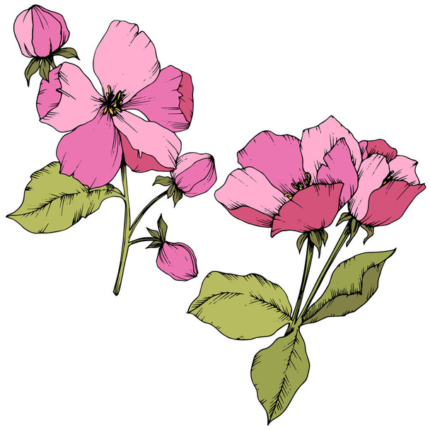 Vektori Omena kukka kukka kasvitieteellinen kukka. Vaaleanpunainen ja vihreä kaiverrettu muste taidetta. Erilliset kukat kuvitus elementti
. - Vektori, kuva