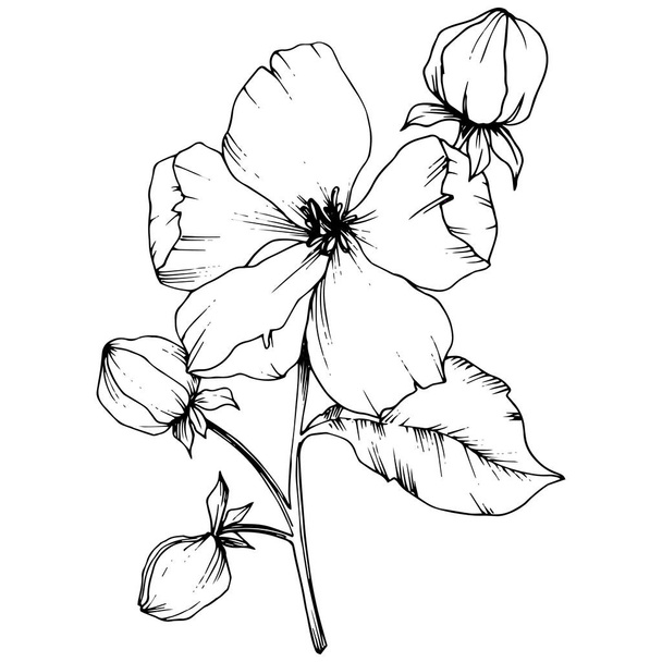 Vector Apple blossom floral botanical flower. Black and white engraved ink art. Isolated flowers illustration element. - Vector, Image