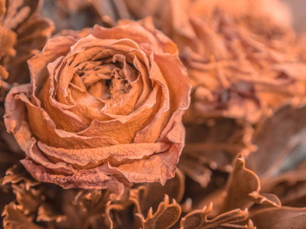 木材の背景、乾燥した花にドライのバラの花束. - 写真・画像