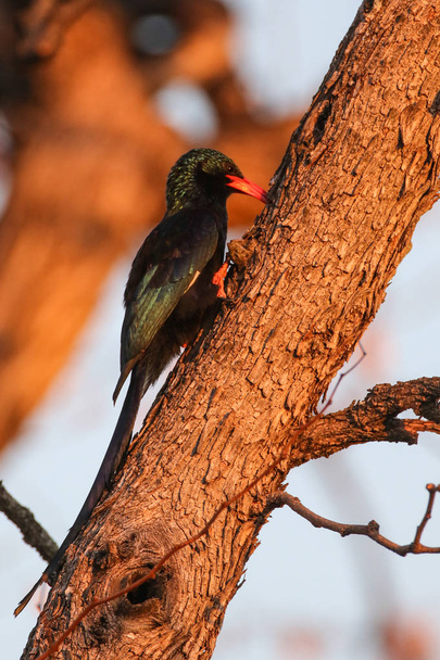 Red billed Chough, Pyrrhocorax pyrrhocorax, birds on tree - Photo, Image