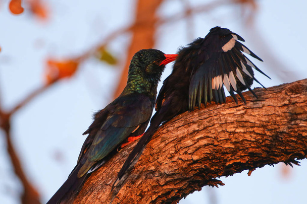 Červená účtovat Pyrrhocorax, ptáků ptáků, ptáci na stromě - Fotografie, Obrázek