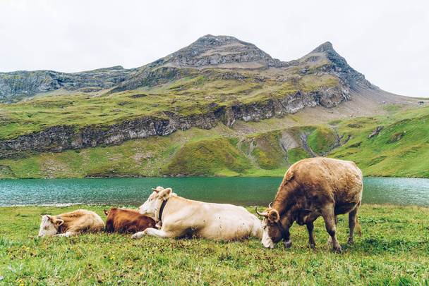 Cow in Switzerland Alps mountain at Grindelwald First - 写真・画像