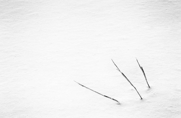 close up detail view of grass stalks in a field covered in deep white snow in winter minimalist background - Photo, Image