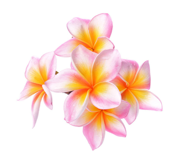 白い背景で隔離の熱帯の花フランジパニ (プルメリア) - 写真・画像