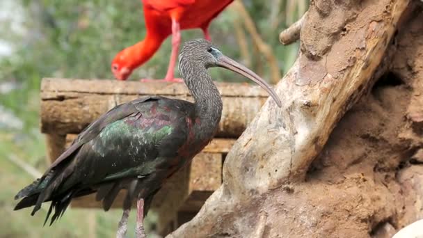 Piros ibis Eudocimus ruber csőrével ügyesen eszik a kis halak. Táplálkozás a vad - Felvétel, videó
