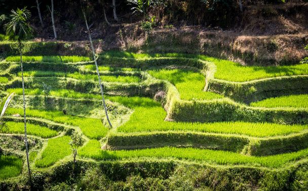grüne Reisterrassen von Bali, in der Nähe des Dorfes Tegallalang, Indonesien - Foto, Bild