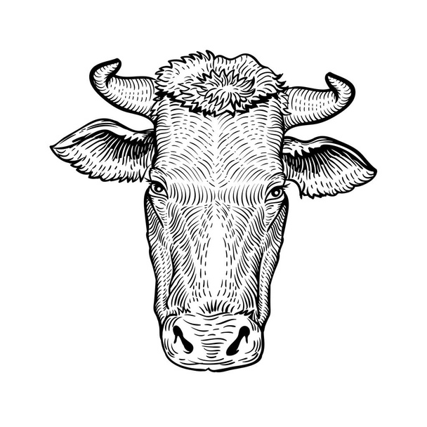 Cabeza de vaca, en un estilo gráfico ilustración dibujada a mano. Vaca aislada sobre fondo blanco
 - Vector, imagen