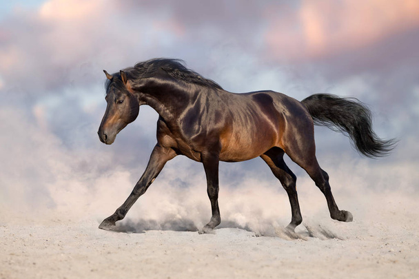 Cavallo Bay correre galoppo nella sabbia del deserto
  - Foto, immagini
