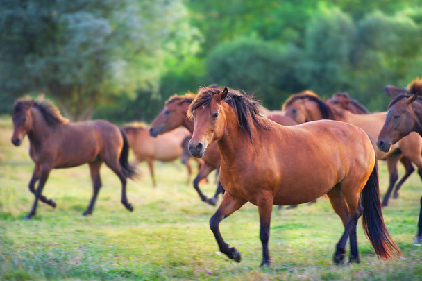 Efectivo de cavalos em pastagens de Verão
 - Foto, Imagem