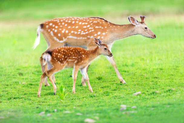 Deer with baby in green field - Φωτογραφία, εικόνα