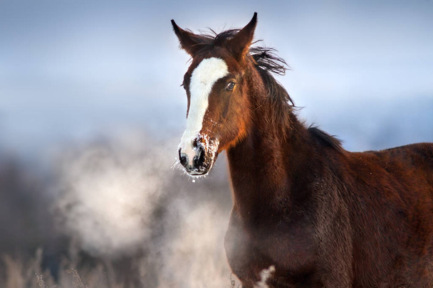 Bay foal run with pair from nostril in winter day - Photo, Image