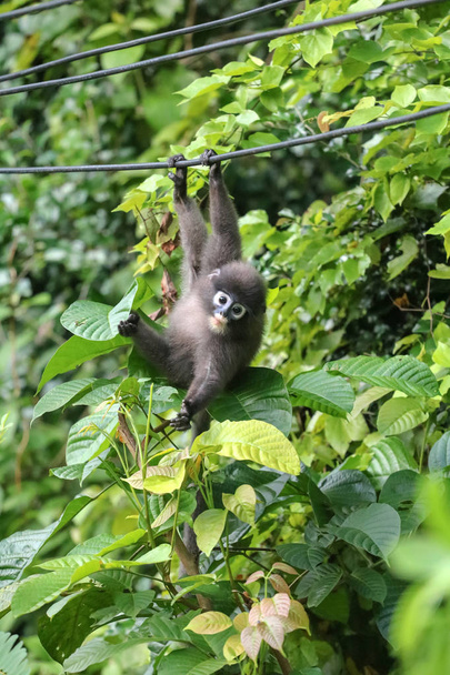 Kis vadállatok, majom levél vagy palaszürke langur hinta a kábelek, és eléri a kezét, hogy elkapni enni, a levelek. - Fotó, kép
