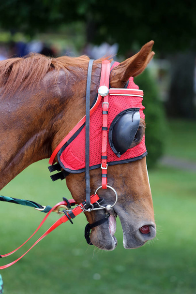 Retrato de un caballo de carreras pura sangre antes de la carrera
 - Foto, imagen