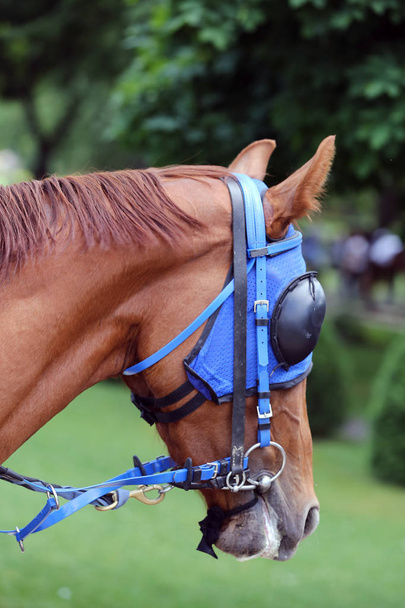 Retrato de un caballo de carreras pura sangre antes de la carrera
 - Foto, imagen