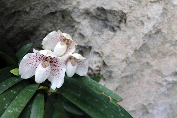 Orquídeas blancas endémicas en el jardín, Nombre de especie Ang-thong lady slipper in Thailand
 - Foto, imagen