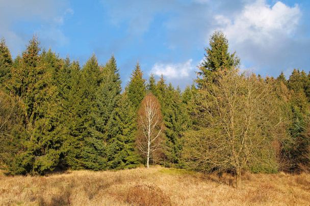 bare trees and spruces with cones in autumn - Fotografie, Obrázek