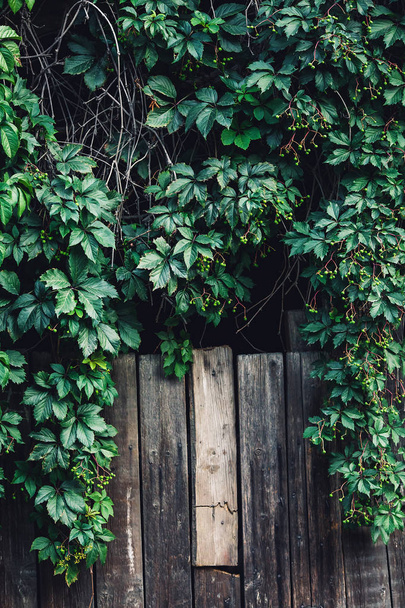Зеленый дикий виноградник с ягодами на фоне деревянных досок
. - Фото, изображение