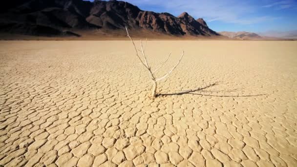 Megkövesedett fa sivatagi táj - Felvétel, videó