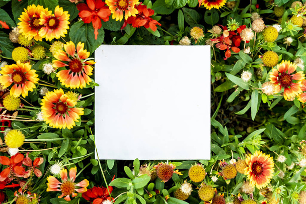 flat lay color flowers plants with copy space white frame f - Photo, Image