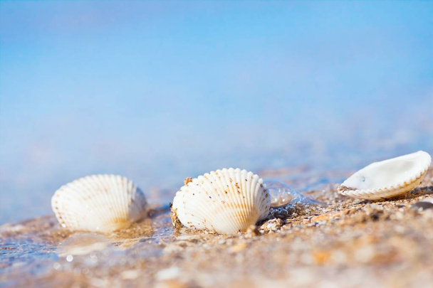 conchas em uma costa de areia da praia do Mar Negro em ondas contra o céu claro azul claro em uma manhã de verão ensolarada, bokeh brilhante
 - Foto, Imagem