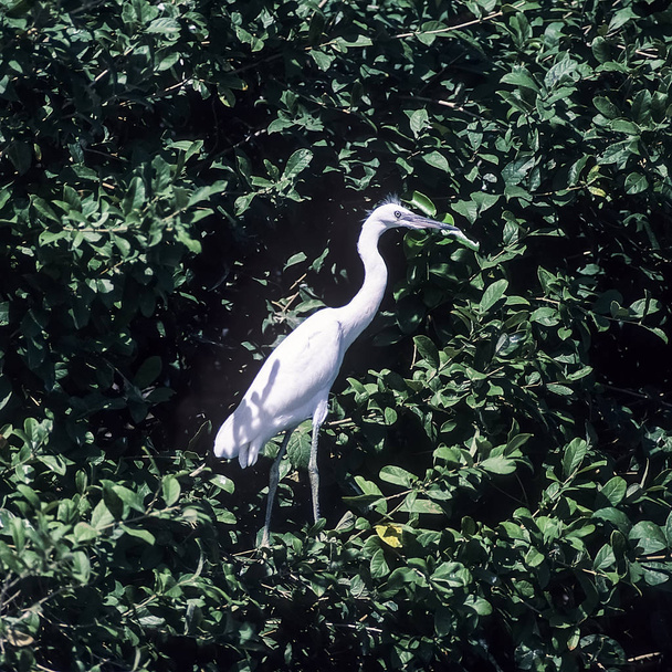 Great White Egret (Egrefalba), Selous Game Reserve, Морогоро, Танзания, Африка
 - Фото, изображение
