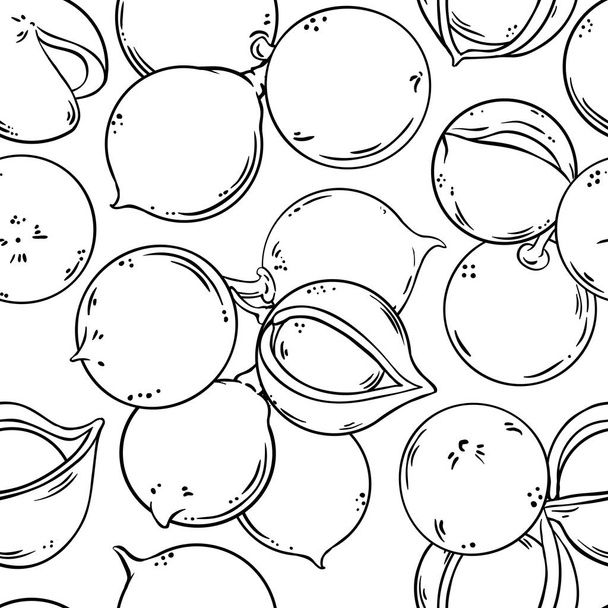 macadamia vector pattern on white background - Vetor, Imagem