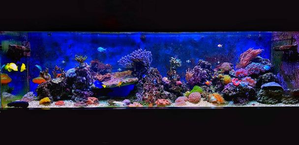 Мечта морской воды коралловый риф аквариум бак живой украшения в домашних условиях
 - Фото, изображение