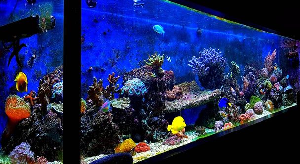Dream saltwater coral reef aquarium tank is living decoration at home - Photo, Image