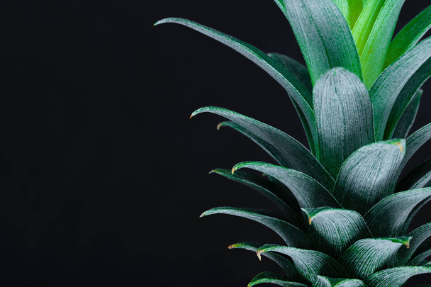 Зеленый рост верхушки сосны на черном фоне с пространством для копирования
 - Фото, изображение
