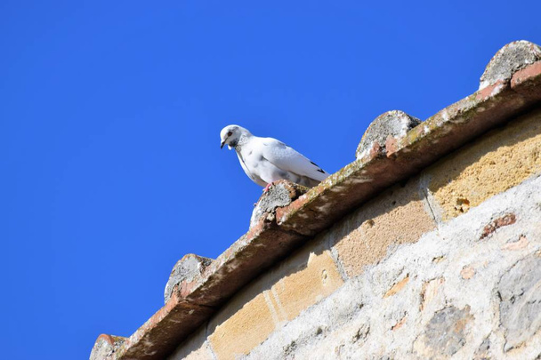 Close up of pigeon sitting on rooftop - Fotografie, Obrázek