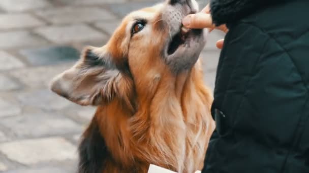 Hladový pes na ulici požádá o kousek klobásy jídla od dívky. Pes olizuje nos a prsty dívky - Záběry, video