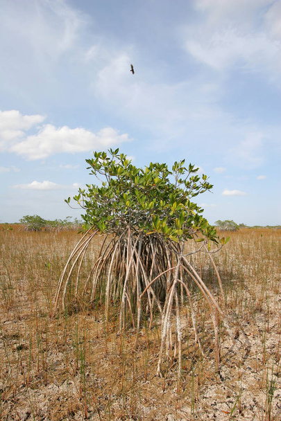 Árboles enanos del manglar del Parque Nacional Everglades, Florida
. - Foto, Imagen