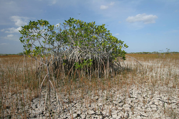 Karłowate drzewa mangrowe, Park Narodowy Everglades na Florydzie. - Zdjęcie, obraz