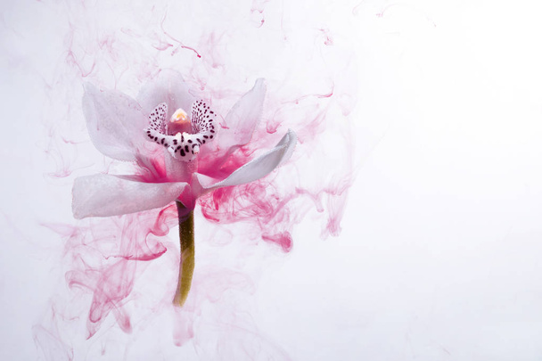 Wit orchidee in het water op een witte achtergrond whith roze verf. Aquarel stijl en abstracte beeld van witte orchidee. - Foto, afbeelding