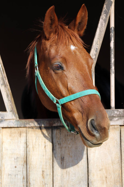 Portret z bliska rasowe konia siodło z głowy oznaczenia w głowie - Zdjęcie, obraz