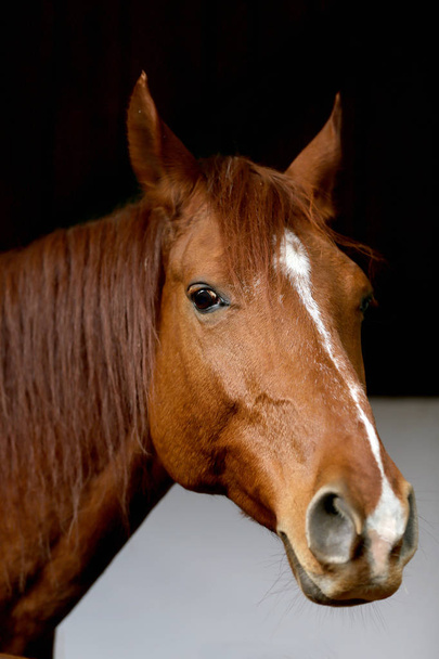 Портрет крупним планом чистокровного сідлового коня з розмітками голови в голові
 - Фото, зображення
